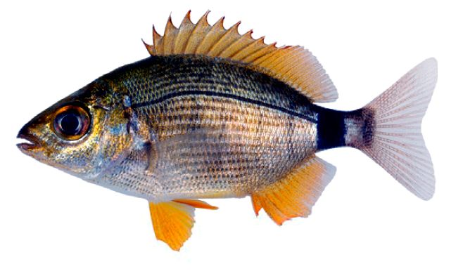 Diplodus annularis_03.jpg